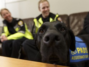 Delray, an accedited facility dog, meets Angela Mazzolini, left, an advanced care paramedic, and Jonathan Herbert, a primary care paramedic, at the Emergency Medical Services Callingwood Station in Edmonton, Alta., on Wednesday, Dec. 6, 2017. The therapy dog is being tested for stress.