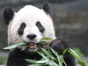 Er Shun, the matriarch of the four giant pandas at the Calgary Zoo, which are on loan from China.