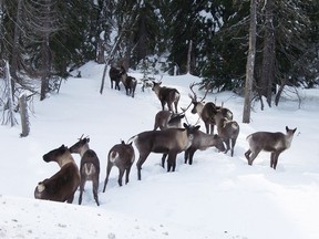 FILE PHOTO - A small, isolated population of about 40 "mountain caribou" inhabits the Selkirk Mountains of southern B.C. and northern Idaho and Washington states. North America's only cross-boundary range for the species, also known as reindeer in Europe.