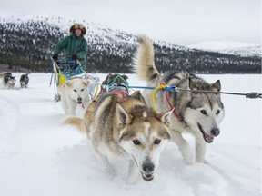 Dog sledding in the Yukon.