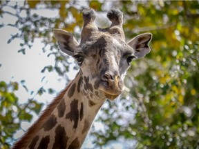 Emara is seen at the Calgary zoo. She gave birth to a giraffe calf on Dec. 28 that died two days later.