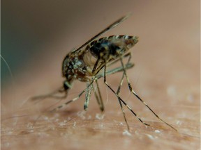After a wet spring, the mosquito population in Calgary could explode, according to experts.