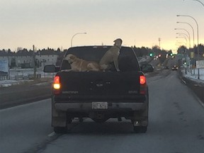 Two dogs are seen riding on top of a truck near Spruce Grove, Alta. in this undated handout photo. The Alberta SPCA is investigating after two dogs were seen being driven down a highway on top of a truck bed cover. Joey Dunbar, whose wife was driving home to Edmonton on Sunday, said the driver of a truck passed them going more than 110 km/h on the Yellowhead Highway so he took some video and photos. THE CANADIAN PRESS/HO, Joey Dunbar *MANDATORY CREDIT* ORG XMIT: CPT135