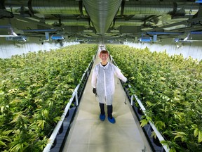 Cam Battley, Aurora’s chief corporate officer, stands in one of the ten marijuana grow rooms at its production facility near Cremona, Alberta.