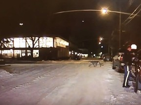 A cougar walks across the street as an RCMP officer attends to a traffic stop in Banff, Alta. in this handout image taken from an RCMP dash camera video.