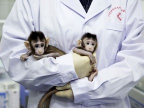 In this Jan. 22, 2018 photo released by China's Xinhua News Agency, a nurse holds cloned macaques Zhong Zhong and Hua Hua at the non-human primate research facility of the Chinese Academy of Sciences. For the first time, researchers have used the cloning method that produced Dolly the sheep to create two healthy monkeys. That brings science an important step closer to being able to do the same with humans. (Jin Liwang/Xinhua via AP)