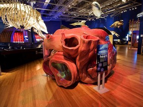 One of the highlights of the Whales | Tohora exhibit at Telus Spark is being able to go inside a blue whale's heart.