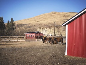 Cows graze at WineGlass Ranch. Photo, Kelly Wilson, courtesy Canada Beef