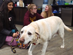 Grade 12 students relieve their exam jitters by interacting with a golden lab named Harlow, 9, at Strathcona School which uses this unique approach to help students relieve stress during exams.