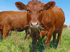 Grass-fed beef is a fast-growing segment of the beef business.