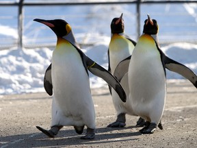 The Penguin Walk demonstrates both awkward waddling and the  motivational qualities of raw fish.