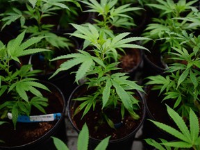 Marijuana plants are pictured during a tour of Canopy Growth Corp., formerly Tweed Marijuana. in Smiths Falls, Ont., on Thursday, January 21, 2016. THE CANADIAN PRESS/Sean Kilpatrick ORG XMIT: CPT112