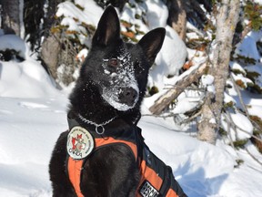 Avalanche dog Brooke, a German shepherd waits for a signal from her handler during avalanche practise at Kicking Horse Mountain Resort.