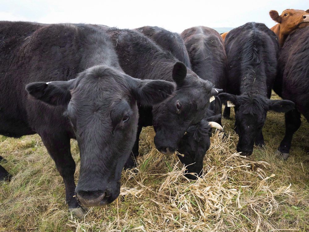 Feds lift bovine TB quarantine on western farms | Calgary Herald