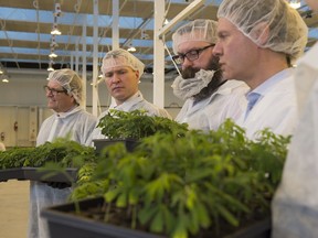 Holding trays of newly introduced mother plants in the mother room at the Aurora Sky facility are: Tom Ruth, president and CEO of Edmonton International Airport, Economic Development and Trade Minister Deron Bilous, Shaye Anderson, MLA for Leduc-Beaumont, and Cam Battley, Chief Corporate Officer of Aurora Cannabis Enterprises Inc. on February 5, 2018 at the Edmonton International Airport.