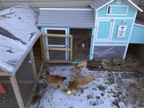 Nikki Pike's chicken coop. Submitted photo