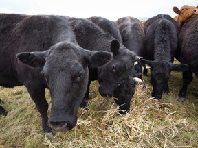 Cattle graze near Black Diamond, Alta., on May 13, 2016.