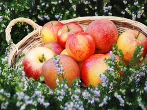 Normandy is a land of 400 varieties of apples which are used to make Calvados (apple brandy) and cider. Courtesy,  Normandy Regional Tourist Board