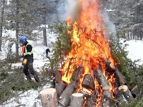 Contractors prepare a large burn area near the Sivertip area in Canmore in an effort to control the spread of pine beetles.