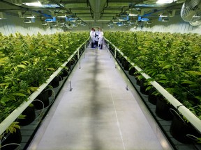 Thousands of marijuana grow inside one of the ten grow rooms at Aurora Cannabis' 55,000 square foot medical marijuana production facility near Cremona, Alberta.