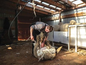 Sheep wait their turn in the chute as a member of their flock meets the clippers.