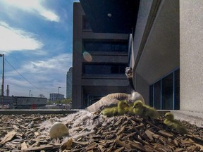 Canada goose and newly-hatched goslings by the southeast entrance to City Hall in Calgary, Ab., on Thursday April 21, 2016. The family will be relocated to the Bow River. Mike Drew/Postmedia