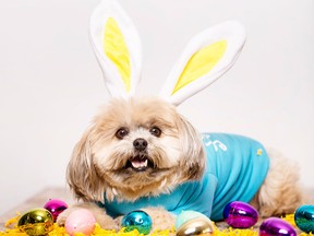 The Easter-happy, bunny ear-wearing, six-year-old Pomeranian-Shih-Tzu mix known as Magz.