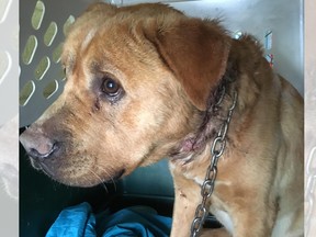 The B.C. SPCA is seeking the public’s help in identifying the owner of a dog found on a forest service road near Yahk with a chain collar deeply embedded in his neck.