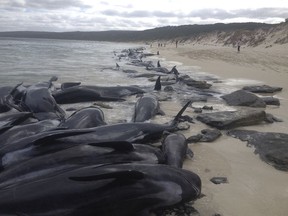 About 75 whales have died after beaching themselves, while another 50 are still alive on the beach and a further 25 are in the shallows.