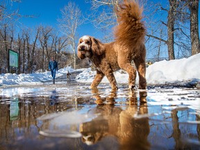 Barkley tests the melt waters along the pathway in Sandy Beach Park on a very spring like day in Calgary, Monday March 18, 2018. Gavin Young/Postmedia