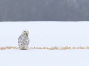 A snowy owl gets its bearings in a field after being released at the Alberta Institute for Wildlife ConservationÕs wildlife hospital north of Calgary on Thursday March 29, 2018. After 46 days in care, the snowy owl which had flown into a powerline and suffered from soft tissue damage and trauma to both eyes, was ready to go back to the wild.