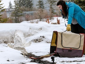 Holly Duvall, Executive Director with the Alberta Institute for Wildlife Conservation, releases a snowy owl at the conservation centre's animal hospital north of Calgary on Thursday March 29, 2018. After 46 days in care the snowy owl which had flown into a powerline and suffered from soft tissue damage and trauma to both eyes was ready to go back to the wild.