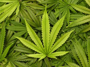 Marijuana leaf close up