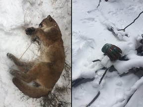 The carcass of a cougar is seen in this photo from conservation officers. On the right, a glove found near the carcass.