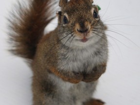 A male red squirrel who committed infanticide while a researcher watched is shown in a handout photo. Scientists from the University of Alberta have discovered male red squirrels will kill the offspring of its rival males in years when there's a lot of food.