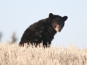 Reader is concerned that orphaned bears aren't properly tended to.