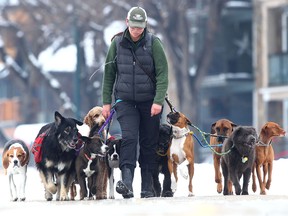 Ember BigSmoke, who runs a dog walking company is joined by 12 of her closest clients during a walk along Memorial Drive near Parkdale Blvd NW in Calgary on Thursday, March 8, 2018. She had 11 dogs on leashes and one in a small backpack during the pack walk. Jim Wells/Postmedia