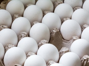 The vast majority of Canada's hens live in cramped battery cages.