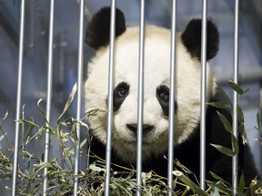 Giant panda family arrives at Calgary Zoo Photos courtesy of J.B.Pittman/Calgary Zoo