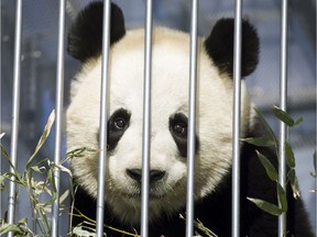 The five-year presence of the pandas is an honour for the city, says the Herald editorial board.