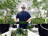 A worker produces medical marijuana at Canopy Growth Corporation's Tweed facility in Smiths Falls, Ontario.