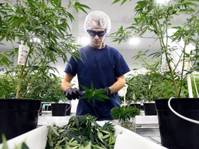 A worker produces medical marijuana at Canopy Growth Corporation's Tweed facility in Smiths Falls, Ont.