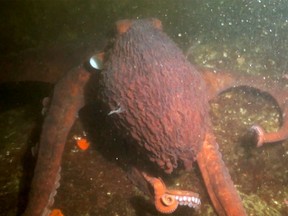 Giant Pacific octopuses are believed to be one of the largest and longest-living octopus species in the world.