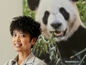 Cissy Kou, is the specialist panda keeper who came from from China/Hong Kong to look after the panda bears at the Calgary Zoo. Leah Hennel/Postmedia