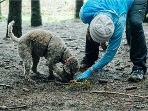 Certain breeds of dogs are used to search for truffles in the woods in Oregon and Washington state. 
Courtesy, Kathryn Elsesser / Oregon Truffle Festival