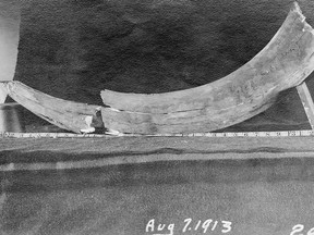 This mammoth tusk was found during canal excavation for the Kananaskis Falls dam in 1913. Courtesy, Glenbow Museum archives PD-365-1-85.