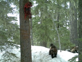 Research in the upper Lillooet River drainage has found a surprising number of wolverines. Bait and barbed wire was used to obtain DNA.