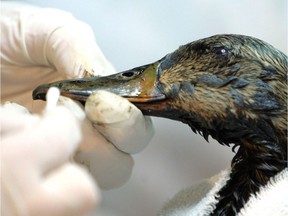 A mallard duck gets its bill cleaned in 2008. Approximately 1,600 ducks died that year after landing on a toxic Syncrude tailings pond near Fort McMurray.