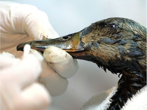 A female Mallard duck gets its bill cleaned of oil at the Wildlife Rehabilitation Society of Edmonton on Wednesday April 30, 2008, after being transported from the Syncrude tailings pond at their site near Fort McMurray, Alta.