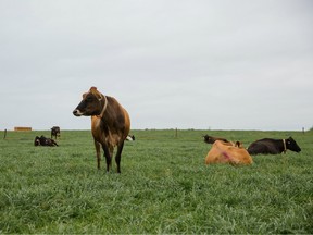 Cows with monitoring collars graze at Seven Oaks Dairy on March 27, 2018.